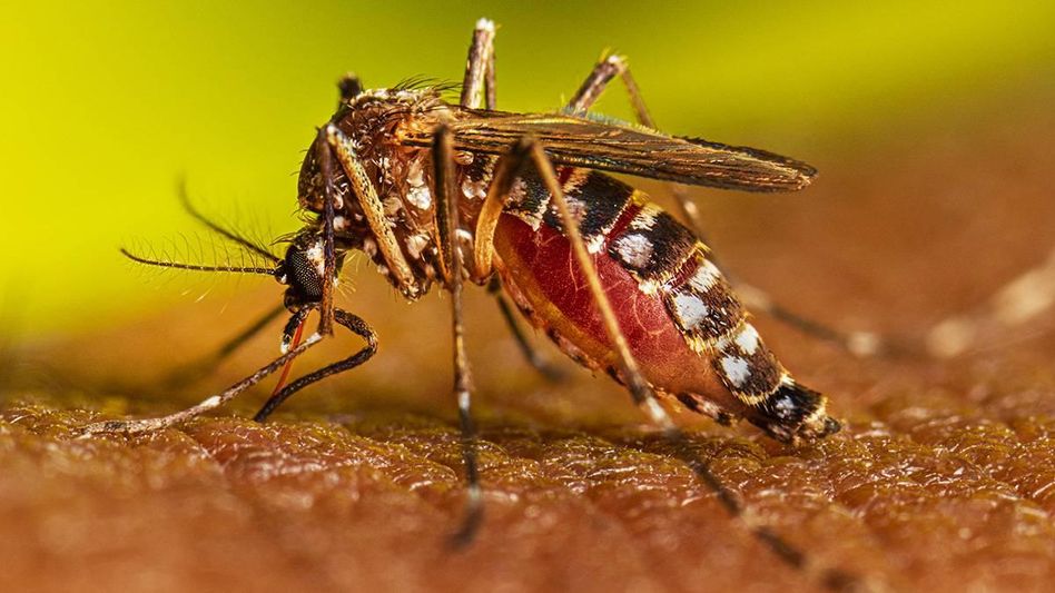 Manipur witnesses increase in Dengue cases Manipur witnesses increase in Dengue cases