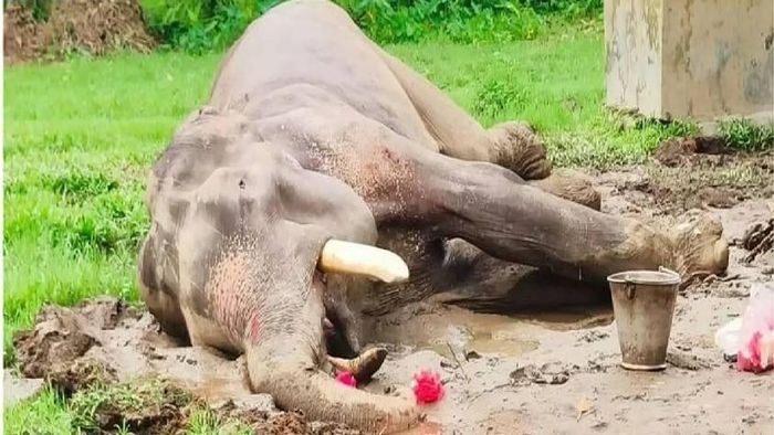 Oldest elephant passes away in Assam