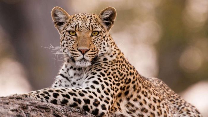 Maharashtra: Female leopard, two cubs electrocuted; four detained