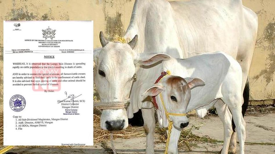Sikkim bans open grazing of cattle to combat Lumpy Skin disease Sikkim bans open grazing of cattle to combat Lumpy Skin disease