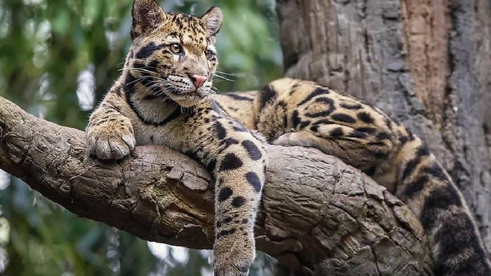 Clouded Leopards are called as ninjas of the forest