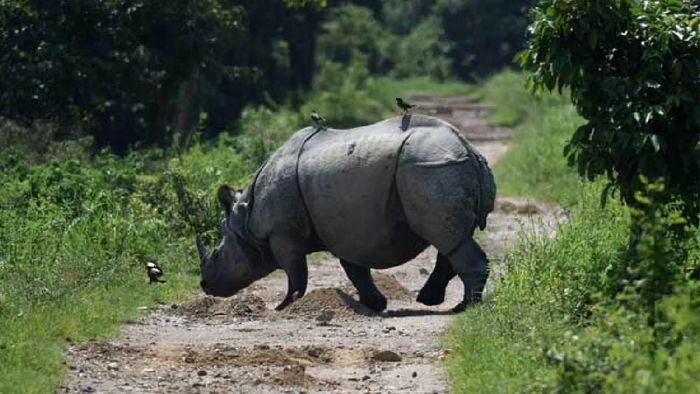 Rhino found dead at Kaziranga National Park, horn chopped off