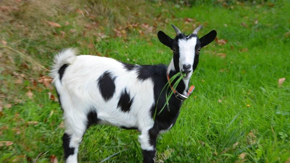 Man bites neighbour's genitals after goat strayed into his compound