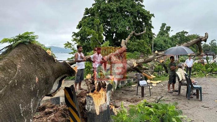 4 sustain grave injuries after massive tree collapsed during movie shoot