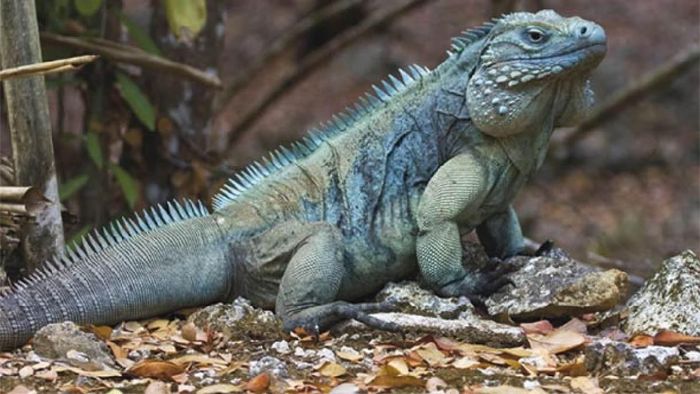 Rarest blue animals of the World