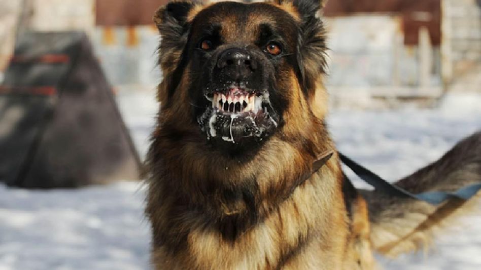 Gujarat emerges as one of the states with highest number of dog bite incidents Gujarat emerges as one of the states with highest number of dog bite incidents
