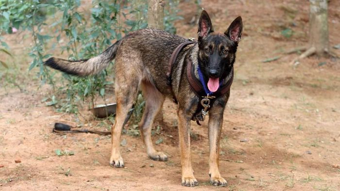 K9 Sniffer Dog Squad of Aaranyak lost one Belgian Malinois
