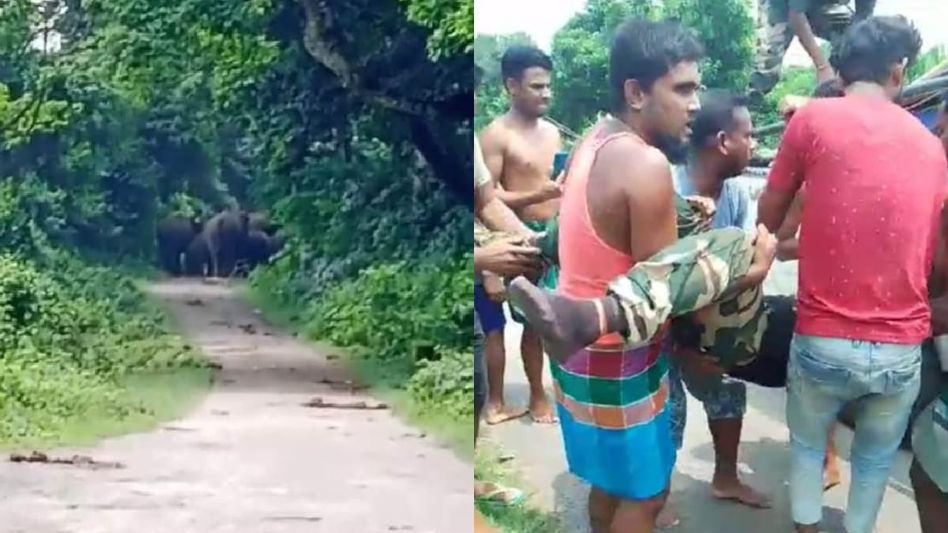Meghalaya: BSF jawan killed in elephant attack in South Garo Hills, one injured Meghalaya: BSF jawan killed in elephant attack in South Garo Hills, one injured