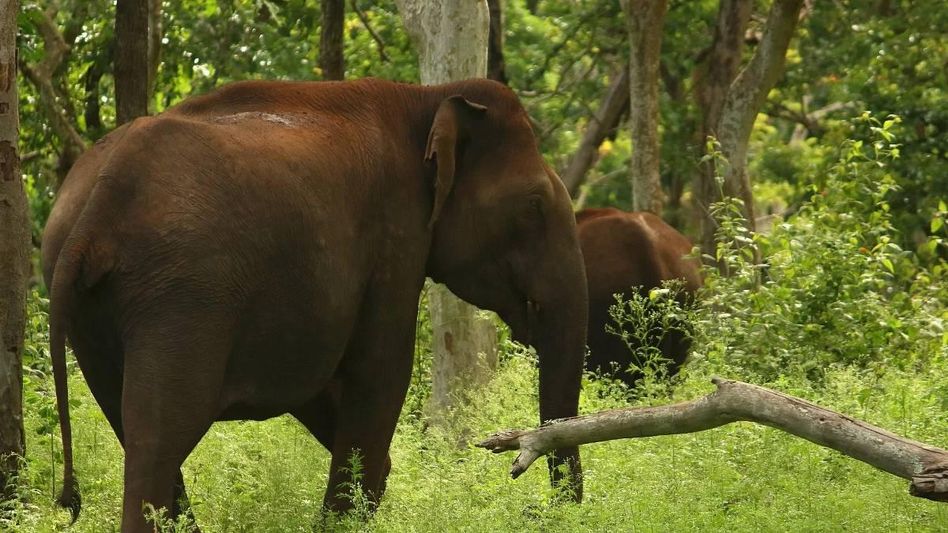 Assam: Three elephants electrocuted to death in Karmrup district Assam: Three elephants electrocuted to death in Karmrup district
