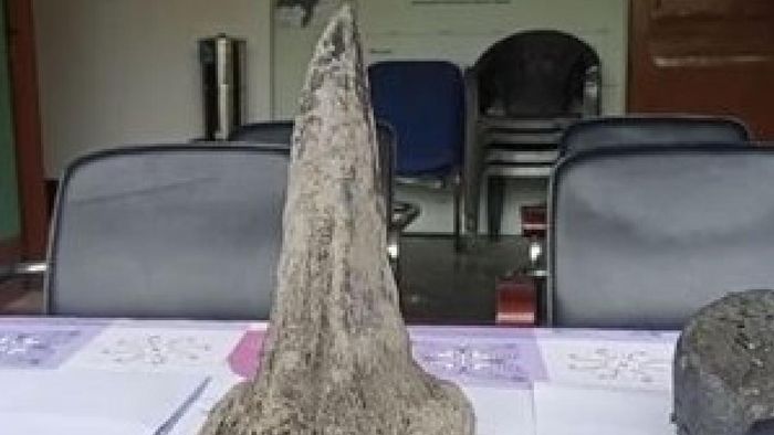 Assam: Lifeless body of male Rhino discovered in Manas National Park