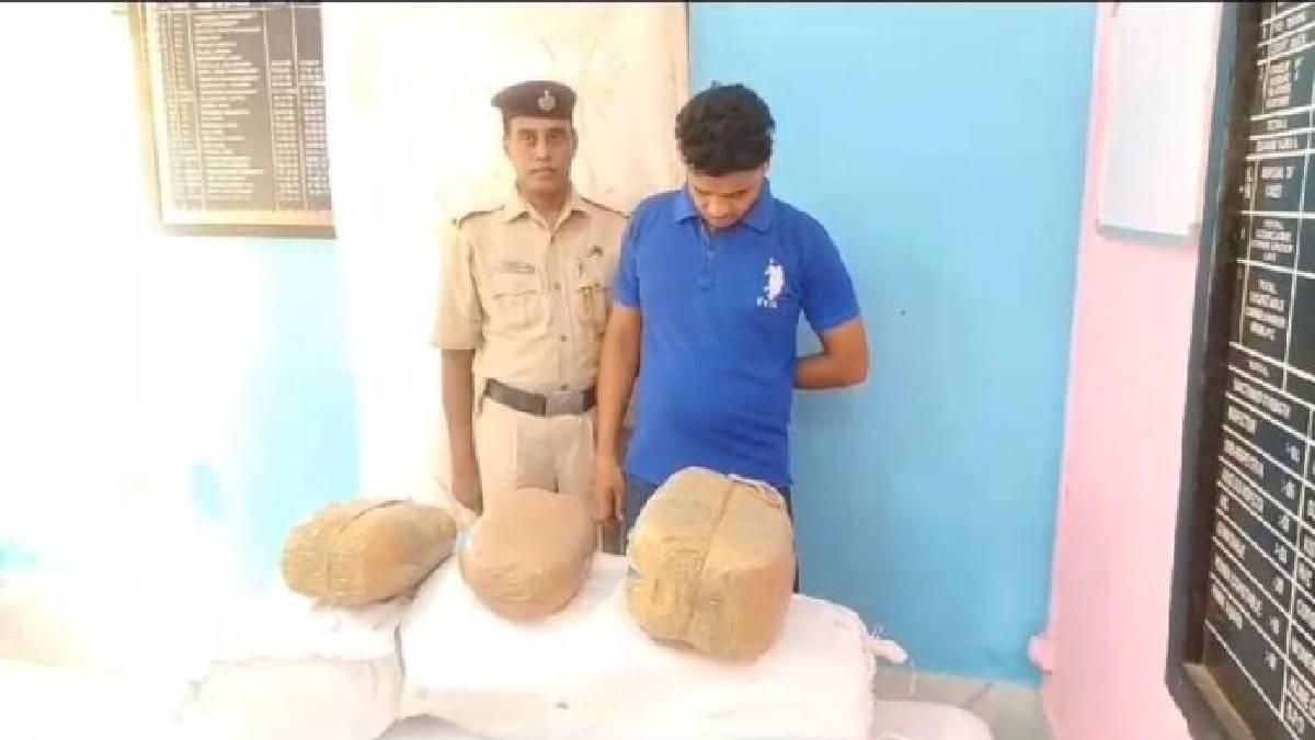 Cannabis recovered in Tripura