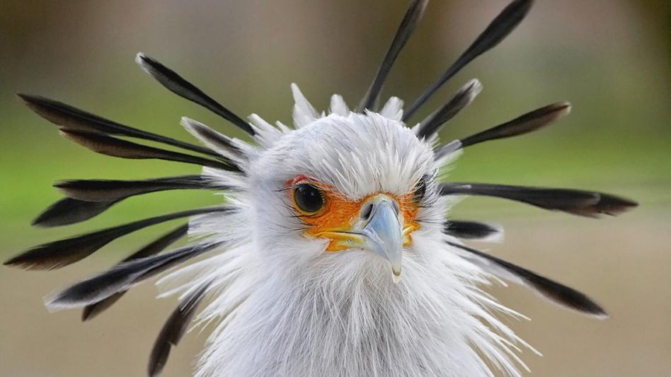 Most Unique National Animals Most Unique National Animals