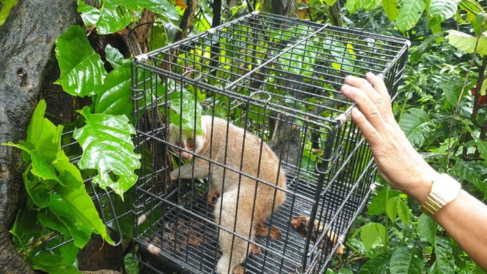Arunachal: Individual rescues slow loris, Pasighat forest range ensures safe release into the wild