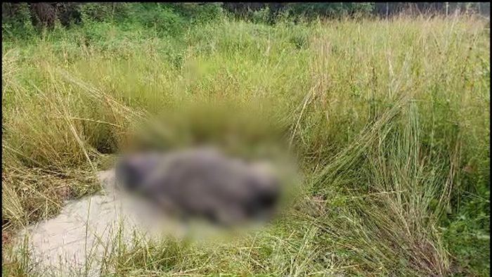 Tusker dies after being hit by train in Sonapur