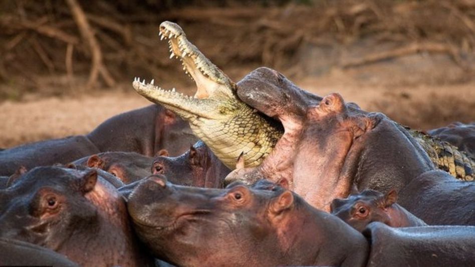 Animals That Can Kill Crocodiles Mercilessly Animals That Can Kill Crocodiles Mercilessly