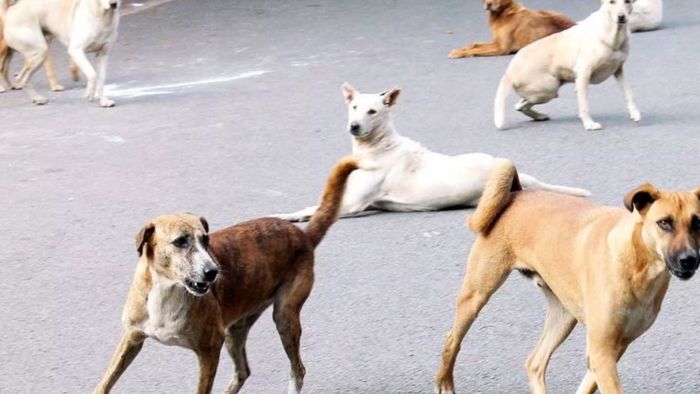 Population of stray dogs likely increased to 1.64 lakh