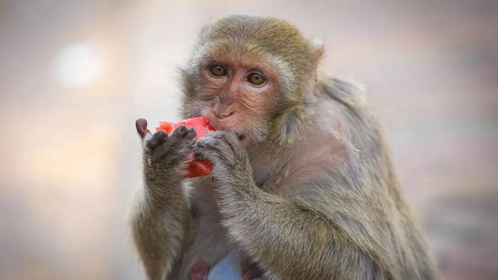Feeding monkeys in Sikkim will now invite a fine of Rs 5,000