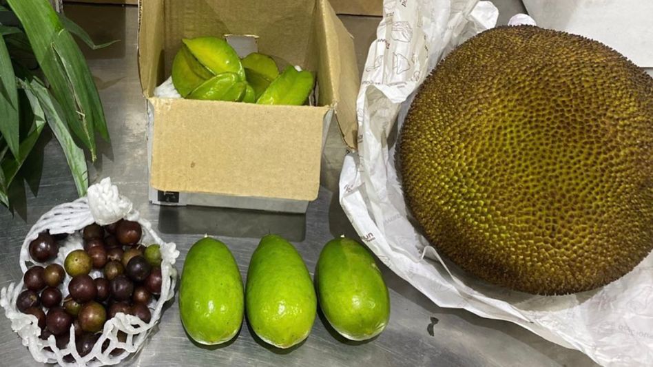 Assam's pineapples and jackfruits find place in Singapore markets Assam's pineapples and jackfruits find place in Singapore markets
