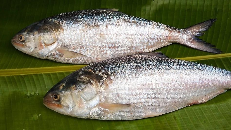 Bangladesh allows export of 4,000 metric tonnes of Hilsas to India ahead of Durga Puja Bangladesh allows export of 4,000 metric tonnes of Hilsas to India ahead of Durga Puja