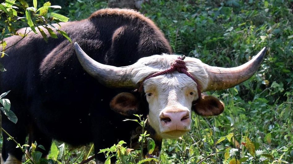 Northeast’s Mithun recognized as a 'Food Animal' Northeast’s Mithun recognized as a 'Food Animal'
