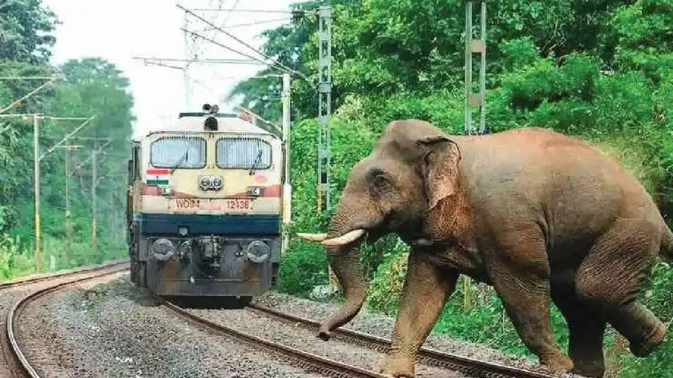 Northeast Frontier Railway introduces AI-based surveillance in elephant corridors  Northeast Frontier Railway introduces AI-based surveillance in elephant corridors