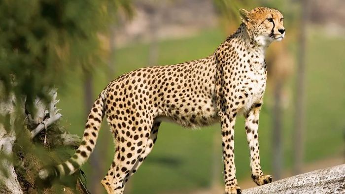 Madhya Pradesh government planning to start cheetah safari in Kuno National Park