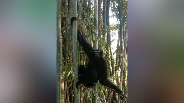 Hoolock Gibbon dies due to forest department's negligency