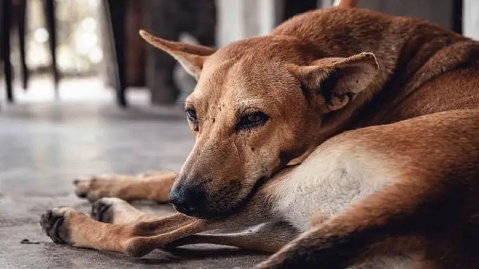 Meghalaya: Illegal dog meat smuggling racket busted in EGH, 1 held