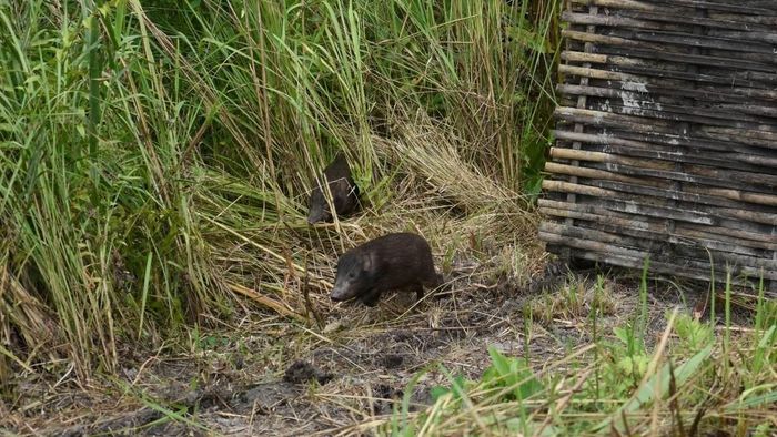 Over 18 pygmy hogs return to their historical home in Manas National Park