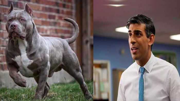 UK PM Rishi Sunak announces ban on American XL Bully Dogs