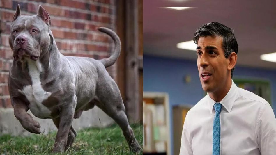 UK PM Rishi Sunak announces ban on American XL Bully Dogs following string of attacks UK PM Rishi Sunak announces ban on American XL Bully Dogs following string of attacks