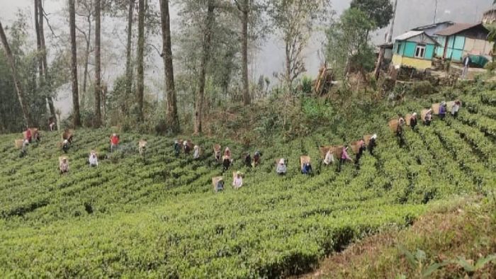 Temi Tea Garden