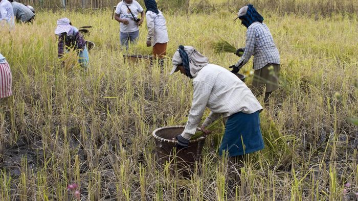 In Nagaland even dead, ineligible among beneficiaries of PM-KISAN scheme: CAG report