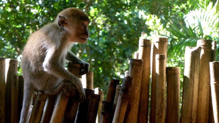 Sikkim government starts sterilizing monkeys in Gangtok