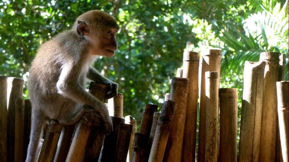 Sikkim government starts sterilizing monkeys in Gangtok Sikkim government starts sterilizing monkeys in Gangtok