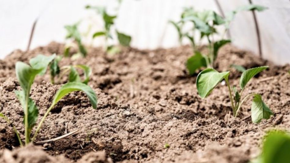 Tripura adopts apical rooted cuttings to produce quality potato seeds Tripura adopts apical rooted cuttings to produce quality potato seeds