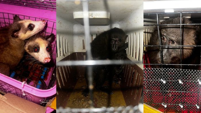 Exotic animals seized in Cachar, five Mizoram residents arrested