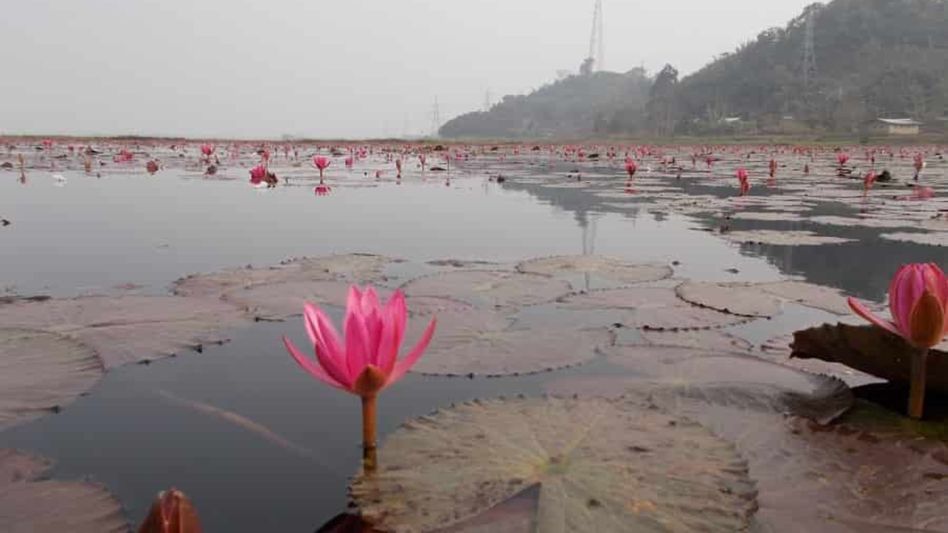 Assam government to declare Goalpara's 'Urpad Beel' a conservation reserve Assam government to declare Goalpara's 'Urpad Beel' a conservation reserve