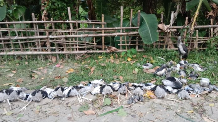 30 Asian openbill storks found dead in Jorhat