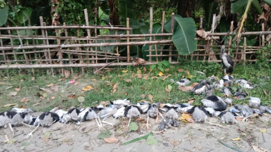 Manipur police destroy massive cache of narcotics in Imphal West Manipur police destroy massive cache of narcotics in Imphal West