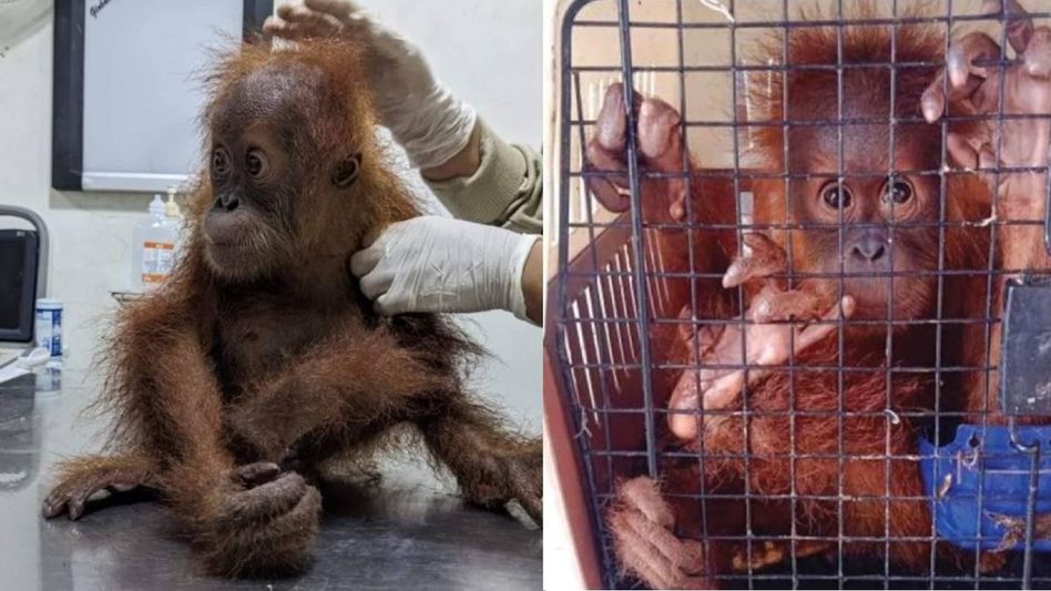 Mizoram: Critically endangered orangutan allegedly smuggled from Myanmar rescued in Aizawl, one held Mizoram: Critically endangered orangutan allegedly smuggled from Myanmar rescued in Aizawl, one held