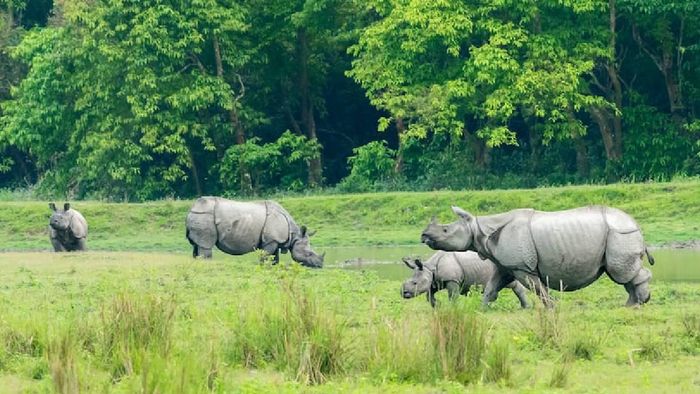 Rhinos wandering around Kaziranga National Park (File Image)