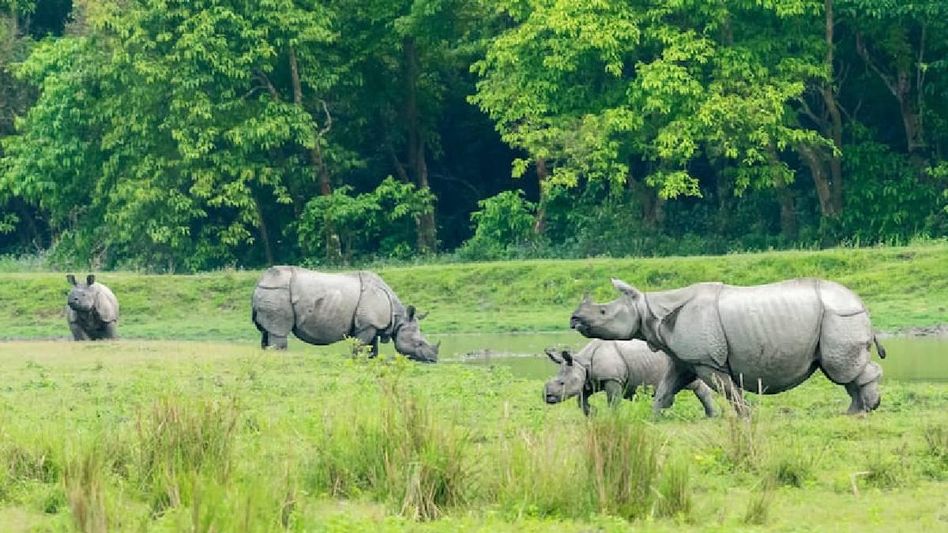 Assam: Kaziranga National Park to reopen for tourists from October 15 Assam: Kaziranga National Park to reopen for tourists from October 15
