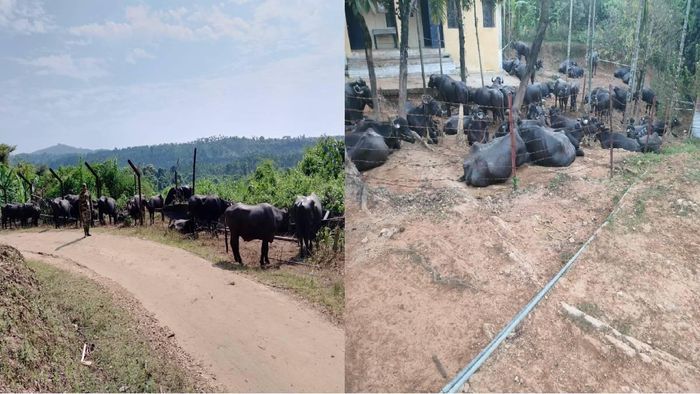 Cattle heads rescued along Indo-Bangladesh border
