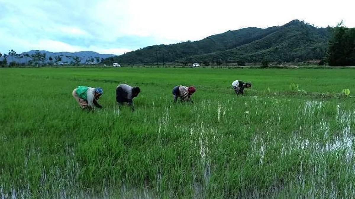 Manipur farmers to receive a crop compensation package of Rs 38.06 crore