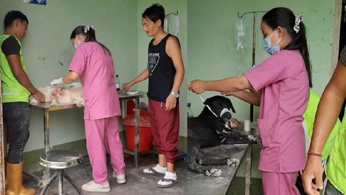 Sikkim veterinary department addresses animal welfare and relief efforts in wake of flash flood