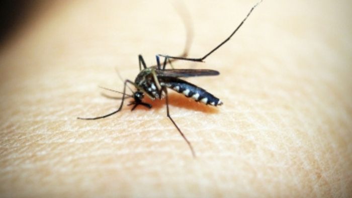 Meghalaya witnesses massive rise in dengue cases