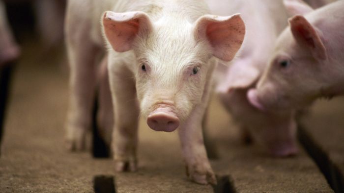 African Swine fever outbreak in Manipur's Imphal West district