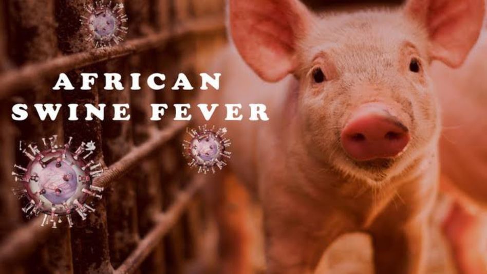 Manipur government bans import of pigs amid African Swine fever outbreak Manipur government bans import of pigs amid African Swine fever outbreak