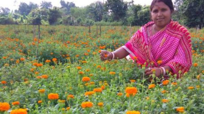 Marigold cultivation brings prosperity to farmers in Sepahijala District